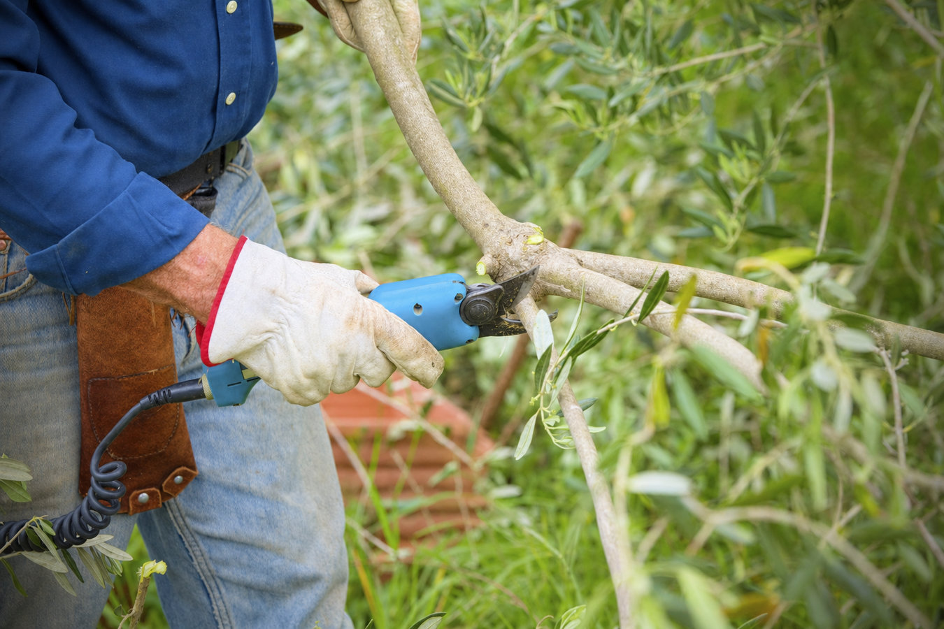 Tree pruning in Arcadia, CA