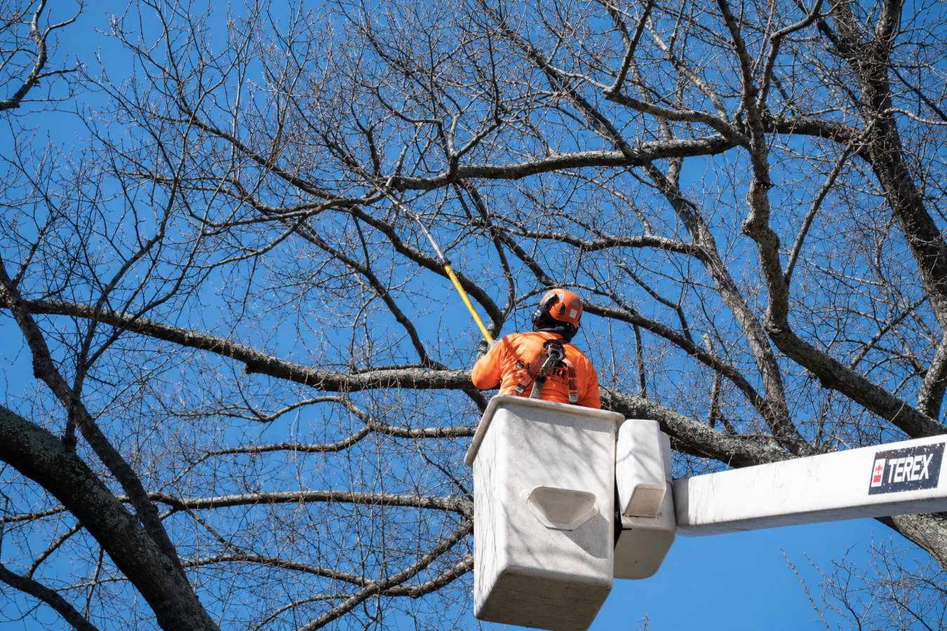 Tree trimming in Arcadia, CA